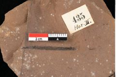 Foto (Detailansicht) von Typha latissima Braun (NHMW-GEO-2024-0188-0435)